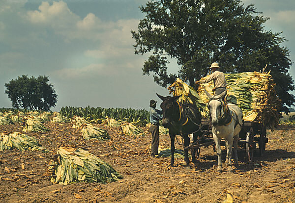 burley tobacco harvester Mechanization What is a Self-Propelled Tobacco