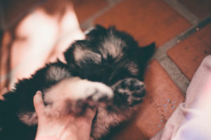 puppy dog playing puppy dog playing