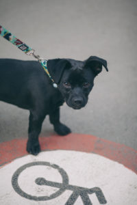 black little dog walink close to a cycle sign looking to the camera