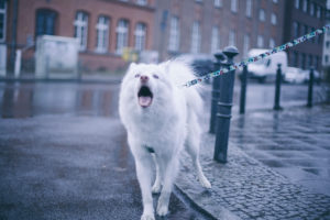 white husky barking on berlin streets