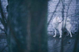 white husky dog walking in berlin streets