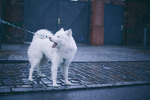 white husky barking on berlin streets