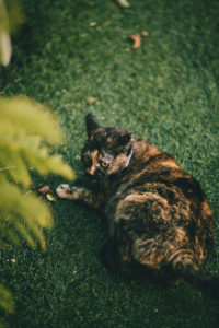 female fat 3 colors cat on the grass