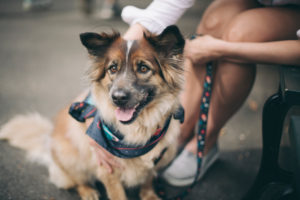 no breed dog happy looking somewhere