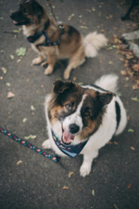 fat happy dog looking to the camera