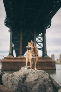 blonde dog below the Manhattan bridge looking somewhere