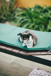 little dog sleeping on a lounge chair