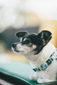 little dog looking somewhere