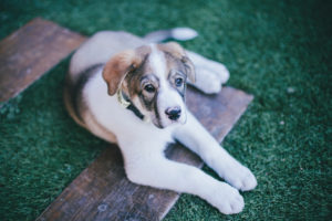 little puppy looking to the camera on the grass