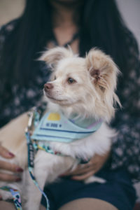 little dog looking somewhere