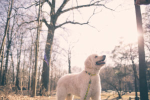 labradoodle white dog looking to the sun in the park