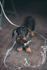 dachshund  dog  on amsterdam   streets