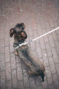 little  dachshund on the streets of amsterdam with a little girl holding his leash