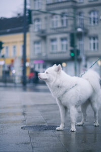 white husky dog looking somewhere in the streets of berlin