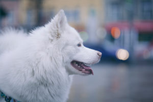white husky dog looking somewhere