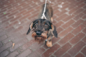  dachshund dog looking somewhere in bricks floor