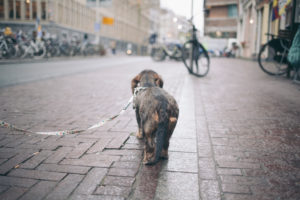 dachshund  dog  on amsterdam   streets