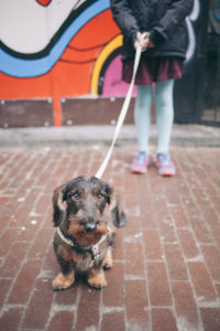little  dachshund on the streets of amsterdam with a little girl holding his leash