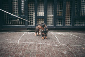  dachshund dog on the street 