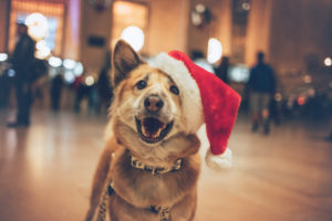 blonde dog in grand central with a Christmas hat
