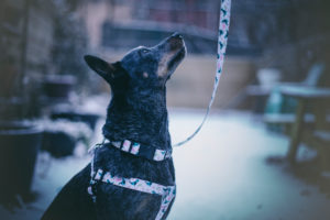 black dog close to the winter looking up with a white leash