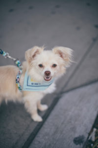little dog smiling at the camera with a light blue handkerchief 
