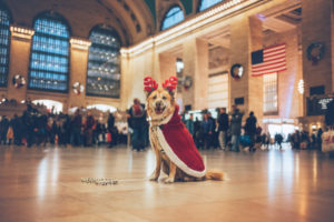 blonde dog in grand central with a deer hat and a cape