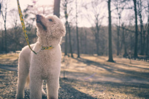 labradoodle white dog looking to his owner in the park