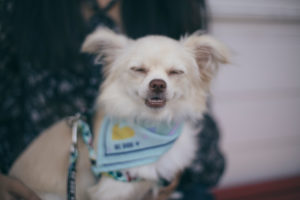 little dog almost sleepy looking to the camera