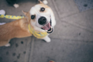 corgi dog smiling to the camera