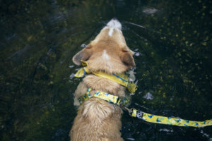 dog swimming in a cascade