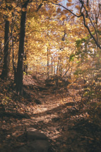 trail path in upstate new york