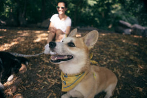 corgi dog looking to the sky in the park