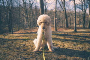 white labradoodle dog looking to the grass
