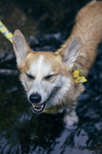 blonde dog laughing on the water
