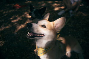 corgi dog looking to the sun