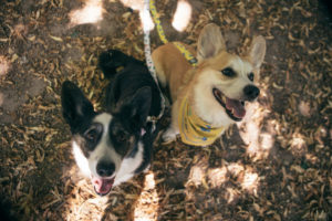two corgi dogs looking to the sky