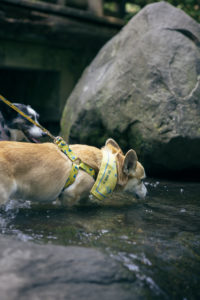 dog swimming close to a cascade
