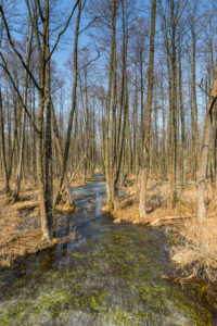 Europe, Poland, Podlaskie Voivodeship, Carska Road, Biebrza National Park
Europe, Poland, Podlaskie Voivodeship, Carska Road, Biebrza National Park