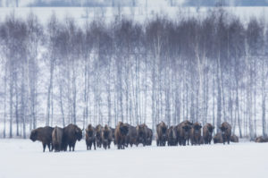 Europe, Poland, Podlaskie, European bison / Bison bonasus Europe, Poland, Podlaskie, European bison / Bison bonasus