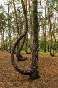 Europe, Poland, West Pomeranian Voivodeship, Krzywy Las / Crooked Forest Europe, Poland, West Pomeranian Voivodeship, Krzywy Las / Crooked Forest