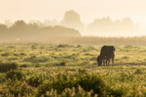 Europe, Poland, Podlaskie Voivodeship, Narew National Park, Waniewo Europe, Poland, Podlaskie Voivodeship, Narew National Park, Waniewo