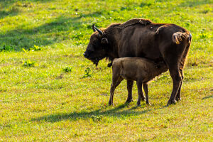 Europe, Poland, Warmian-Masurian Voivodeship, Puszcza Borecka / Borecka Forest, Zagroda zubrow in Wolisko / The bison's farm in Wolisko Europe, Poland, Warmian-Masurian Voivodeship, Puszcza Borecka / Borecka Forest, Zagroda zubrow in Wolisko / The bison's farm in Wolisko
