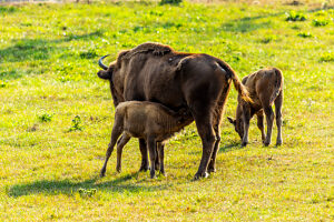 Europe, Poland, Warmian-Masurian Voivodeship, Puszcza Borecka / Borecka Forest, Zagroda zubrow in Wolisko / The bison's farm in Wolisko Europe, Poland, Warmian-Masurian Voivodeship, Puszcza Borecka / Borecka Forest, Zagroda zubrow in Wolisko / The bison's farm in Wolisko