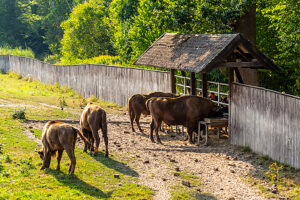 Europe, Poland, Warmian-Masurian Voivodeship, Puszcza Borecka / Borecka Forest, Zagroda zubrow in Wolisko / The bison's farm in Wolisko Europe, Poland, Warmian-Masurian Voivodeship, Puszcza Borecka / Borecka Forest, Zagroda zubrow in Wolisko / The bison's farm in Wolisko