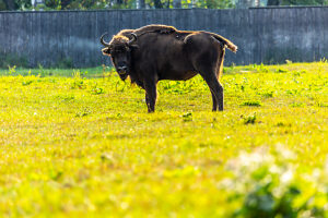 Europe, Poland, Warmian-Masurian Voivodeship, Puszcza Borecka / Borecka Forest, Zagroda zubrow in Wolisko / The bison's farm in Wolisko Europe, Poland, Warmian-Masurian Voivodeship, Puszcza Borecka / Borecka Forest, Zagroda zubrow in Wolisko / The bison's farm in Wolisko