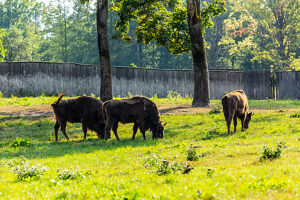 Europe, Poland, Warmian-Masurian Voivodeship, Puszcza Borecka / Borecka Forest, Zagroda zubrow in Wolisko / The bison's farm in Wolisko Europe, Poland, Warmian-Masurian Voivodeship, Puszcza Borecka / Borecka Forest, Zagroda zubrow in Wolisko / The bison's farm in Wolisko