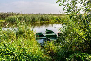 Europe, Poland, Podlaskie Voivodeship, Narew National Park, Waniewo Europe, Poland, Podlaskie Voivodeship, Narew National Park, Waniewo