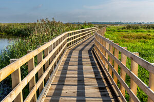 Europe, Poland, Podlaskie Voivodeship, Narew National Park, Waniewo Europe, Poland, Podlaskie Voivodeship, Narew National Park, Waniewo