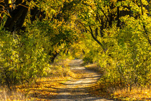 Europe, Poland, Silesian Voivodeship, avenue of maple trees, Zloty Potok, Aleja klonowa Europe, Poland, Silesian Voivodeship, avenue of maple trees, Zloty Potok, Aleja klonowa